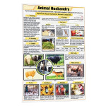 Animal Husbandry
